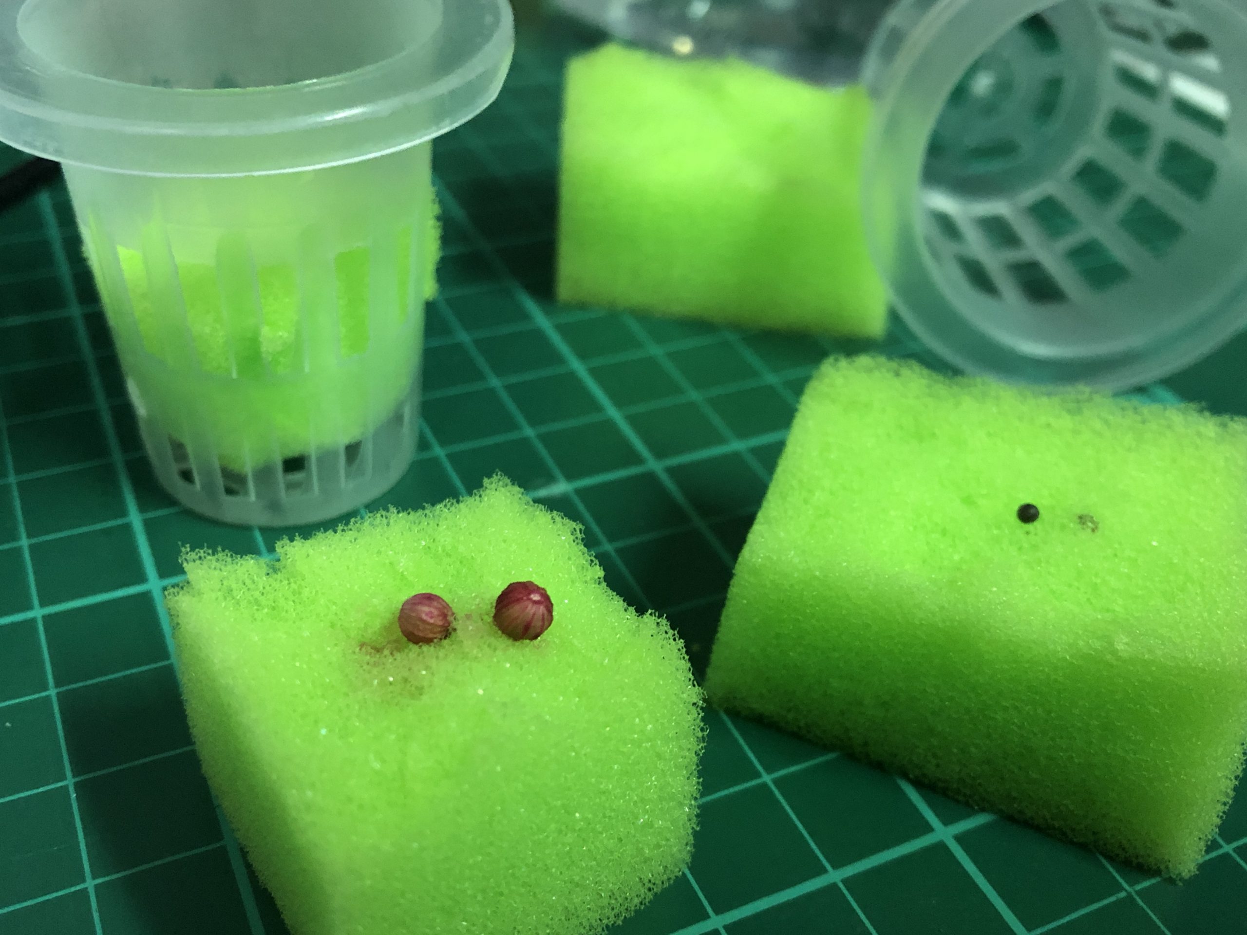 seeds in sponge