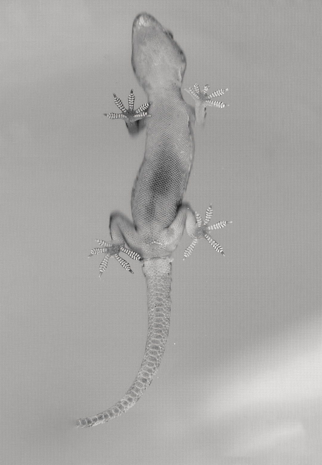 Gecko